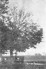 チャールズ・コーンりー農場のカエデの木（79年10月）