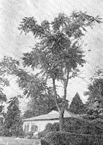 ゴールズボロの岸辺の木はどれもこれも枝が枯れるか、あるいは完全に枯死するかしていた。このニワウルシの樹冠も極端に小さく後退している。（80年8月）