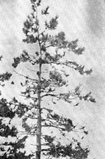 衰弱しているチャールズ・コーンリー農場の松のひとつ。葉の着生状態は悪く、不規則にところどころ茶色に枯れている。（79年10月）