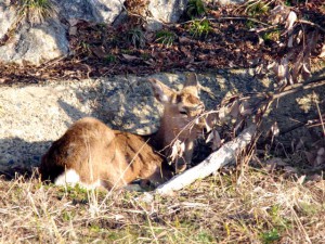 高野川 3月11日