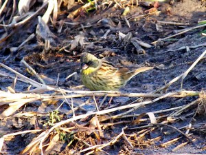 コカワラヒワ？ 3月11日 高野川