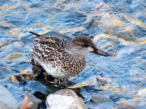 コガモ♀ 3月11日 高野川