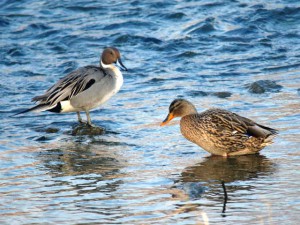 オナガガモ♂ マガモ♀ 3月13日 賀茂川
