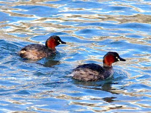 カイツブリ 3月11日 高野川