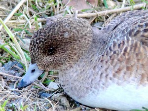 ヒドリガモ♀ 3月11日 高野川