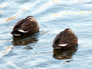 カルガモ 3月11日 高野川