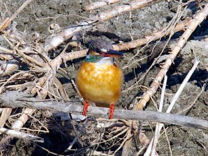 カワセミ♀ 河合橋-2
