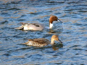 オナガガモ 3月13日 賀茂川