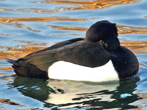 キンクロハジロ♂ 3月13日 賀茂川