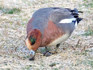 ヒドリガモ♂ 3月13日 賀茂川