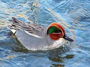 コガモ♂ 3月11日 高野川