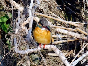 カワセミ♀ 河合橋-3