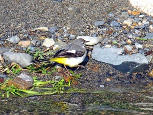 キセキレイ 3月11日 高野川
