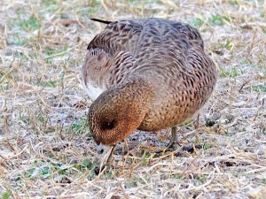 ヒドリガモ♀ 3月13日 賀茂川