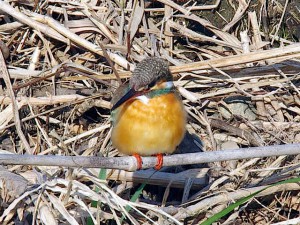 カワセミ♀ 3月11日 河合橋-1
