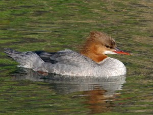 カワアイサ 0740am 御蔭橋上流