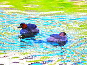 カイツブリ 4月2日 高野川