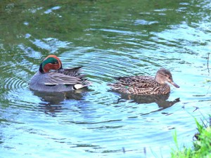 コガモ 4月24日 賀茂川