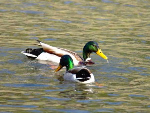 マガモ♂ 2羽 4月22日 高野川