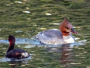 カイツブリ カワアイサ♀ 4月22日 御蔭橋上流