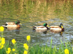 4月24日 賀茂川