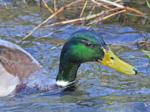 ♂