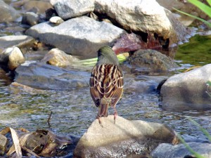 アオジ ? 4月18日 高野川