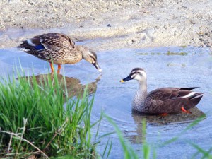カルガモ 4月24日 高野川