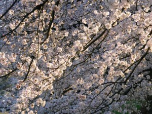高野川 4月2日