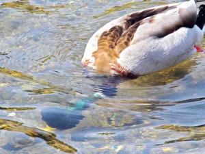 マガモ♂ 3月31日 高野川