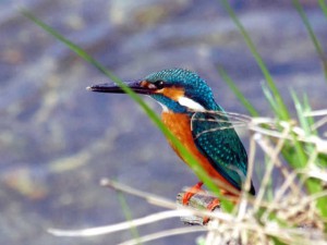 カワセミ 3月31日 松ヶ崎橋
