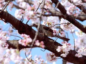 ヒヨドリ 3月31日 御蔭橋