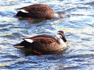 カルガモ♂ 2羽 4月22日 高野川
