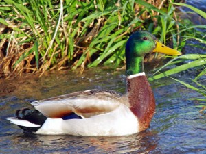 マガモ♂ 4月22日 松ヶ崎人道橋