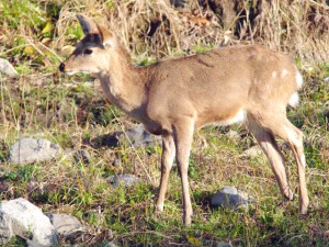 シカ 4月2日 馬橋