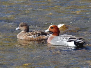 ヒドリガモ 3月31日 高野川
