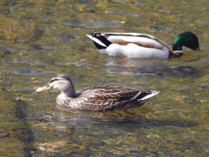 マガモ 3月31日 高野川