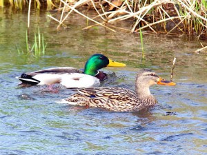 マガモ 4月18日 高野川