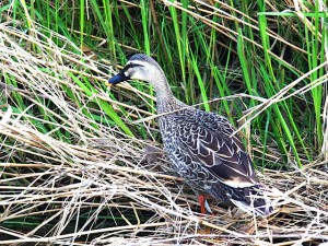 カルガモ♀ 4月22日 蓼倉橋上流