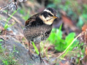 ツグミ 4月2日 高野川