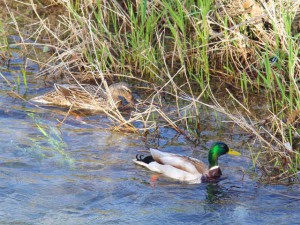 マガモ 4月24日 高野川