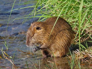 5月11日 賀茂川 オオカワネズミ 1