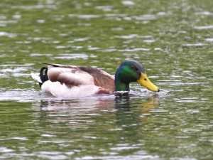DMsf 5月18日 御池大橋