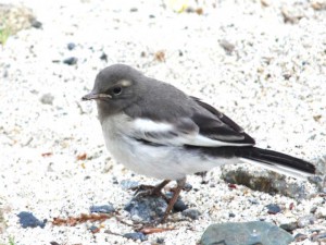 セグロセキレイ幼鳥 1