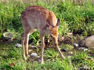 5月17日 馬橋上流 1