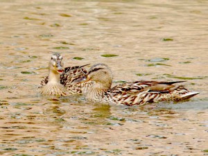 7  マガモ♀  DM母(右手前)と何やら情報交換