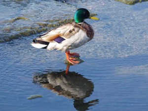 マガモ 5月11日 賀茂川
