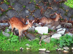 馬橋上流 5月21日