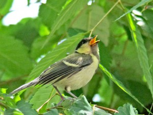 シジュウカラ 5月22日