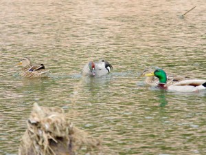 ヨシガモ登場 5月23日 御池大橋